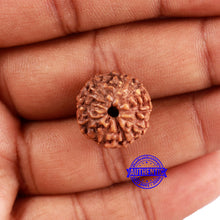 Load image into Gallery viewer, 9 Mukhi Rudraksha from Indonesia - Bead No. 64
