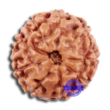 Load image into Gallery viewer, 9 Mukhi Rudraksha from Indonesia - Bead No. 8
