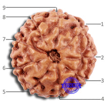 Load image into Gallery viewer, 9 Mukhi Rudraksha from Indonesia - Bead No. 8
