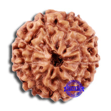 Load image into Gallery viewer, 9 Mukhi Rudraksha from Indonesia - Bead No. 8
