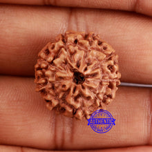 Load image into Gallery viewer, 9 Mukhi Rudraksha from Indonesia - Bead No. 8
