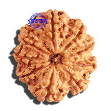 Load image into Gallery viewer, 9 Mukhi Nepalese Rudraksha - Bead No. 208
