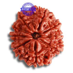 9 Mukhi Nepalese Rudraksha - Bead No. 362