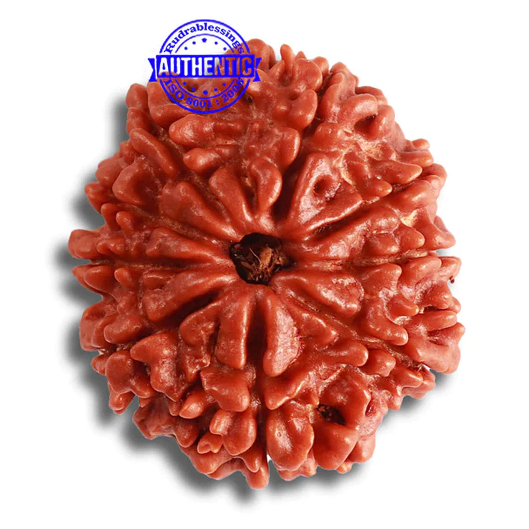 9 Mukhi Nepalese Rudraksha - Bead No. 362