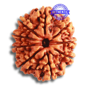 9 Mukhi Nepalese Rudraksha - Bead No. 363