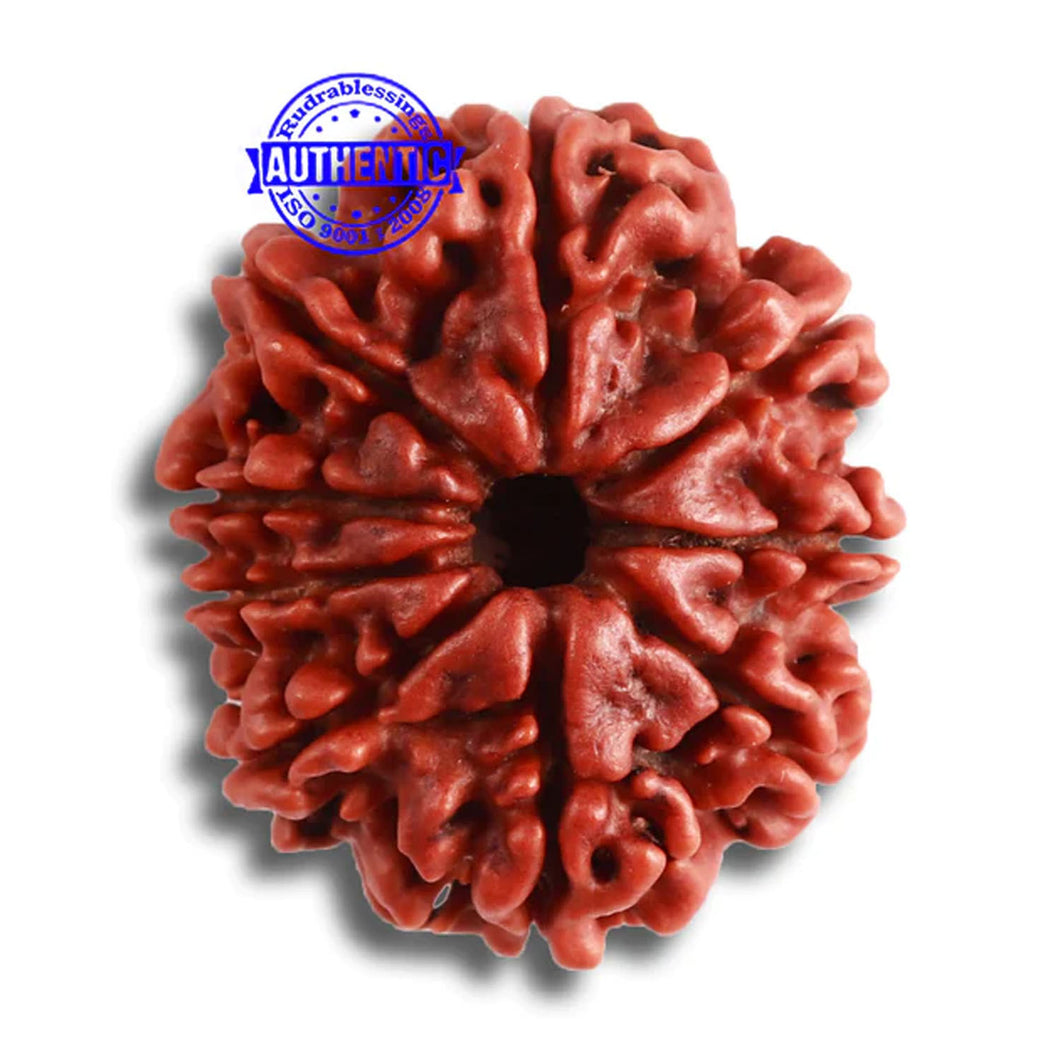 9 Mukhi Nepalese Rudraksha - Bead No. 368