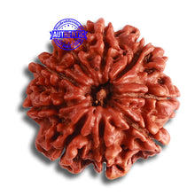 Load image into Gallery viewer, 9 Mukhi Nepalese Rudraksha - Bead No. 381
