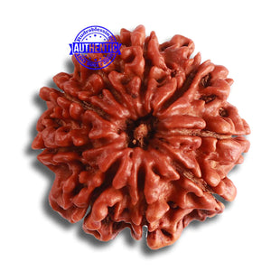 9 Mukhi Nepalese Rudraksha - Bead No. 381