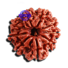 Load image into Gallery viewer, 9 Mukhi Nepalese Rudraksha - Bead No. 360
