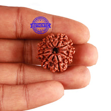 Load image into Gallery viewer, 9 Mukhi Nepalese Rudraksha - Bead No. 360
