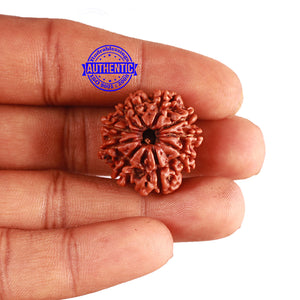 9 Mukhi Nepalese Rudraksha - Bead No. 360