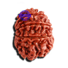 Load image into Gallery viewer, 9 Mukhi Nepalese Rudraksha - Bead No. 360
