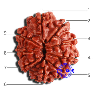 9 Mukhi Nepalese Rudraksha - Bead No. 357