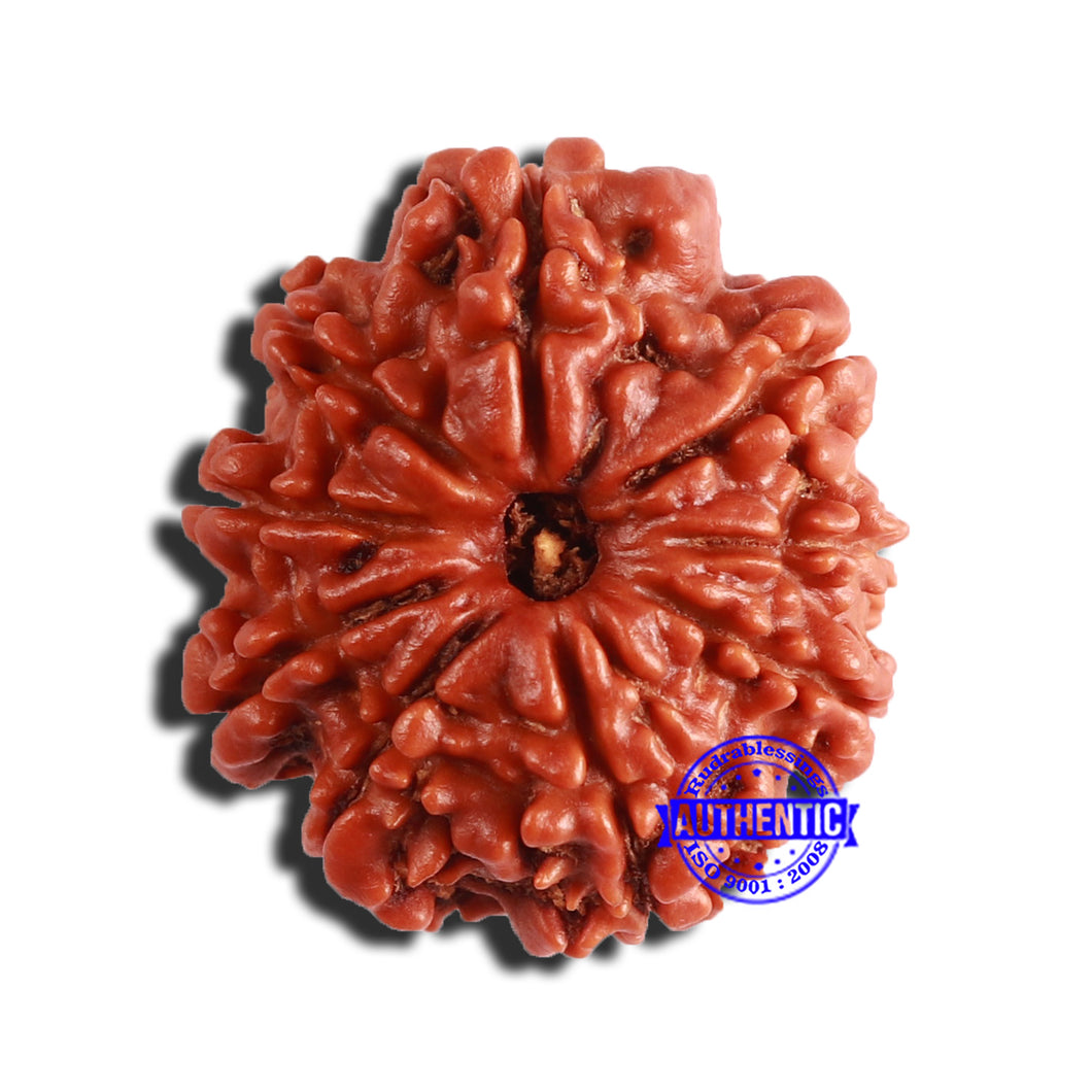 9 Mukhi Nepalese Rudraksha - Bead No. 357