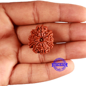 9 Mukhi Nepalese Rudraksha - Bead No. 357