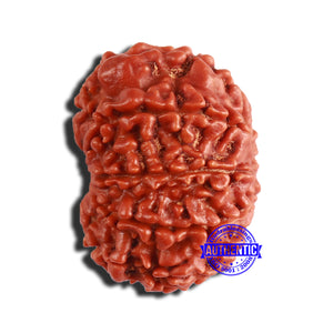 9 Mukhi Nepalese Rudraksha - Bead No. 357