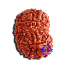 Load image into Gallery viewer, 9 Mukhi Nepalese Rudraksha - Bead No. 357
