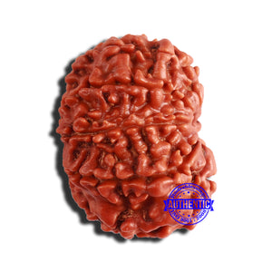 9 Mukhi Nepalese Rudraksha - Bead No. 357