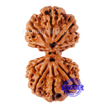 Load image into Gallery viewer, Gaurishanker  Nepalese Rudraksha Bead No. - 126
