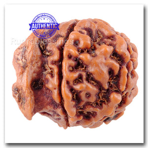 Nepalese Ganesh Rudraksha - Bead 135