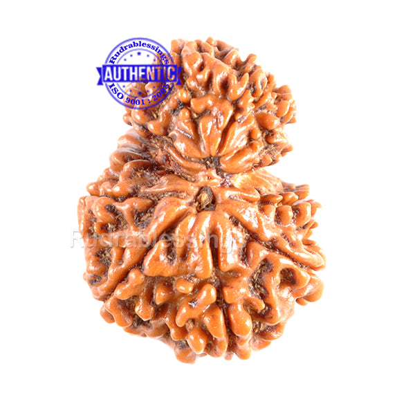 9 Mukhi Nepalese Garbh Gauri Rudraksha - Bead No. 19