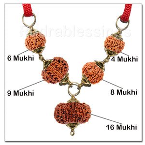 Rudraksha For Highly Competitive Exams From Nepal