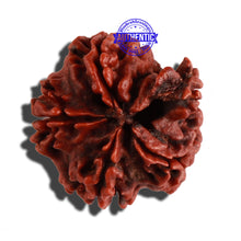 Load image into Gallery viewer, Nepalese Ganesh Rudraksha - Bead No. 154
