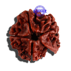 Nepalese Ganesh Rudraksha - Bead No. 154