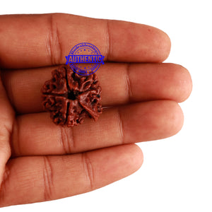 Nepalese Ganesh Rudraksha - Bead No. 154