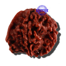 Load image into Gallery viewer, Nepalese Ganesh Rudraksha - Bead No. 154
