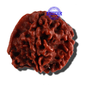 Nepalese Ganesh Rudraksha - Bead No. 154