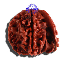 Load image into Gallery viewer, Nepalese Ganesh Rudraksha - Bead No. 154
