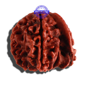 Nepalese Ganesh Rudraksha - Bead No. 154