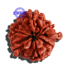 Nepalese Double Ganesh Rudraksha - Bead No. 163