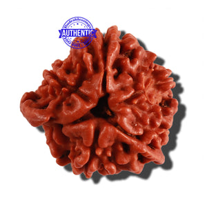 Nepalese Double Ganesh Rudraksha - Bead No. 163