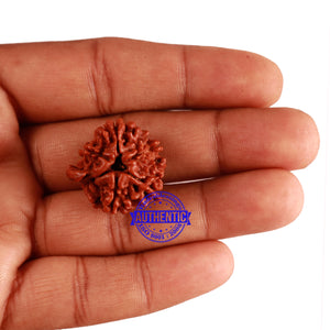 Nepalese Double Ganesh Rudraksha - Bead No. 163