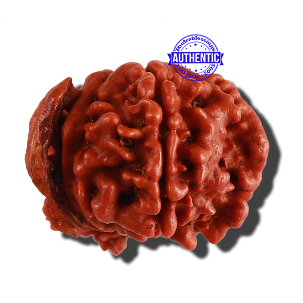 Nepalese Double Ganesh Rudraksha - Bead No. 163