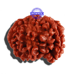 Nepalese Double Ganesh Rudraksha - Bead No. 163