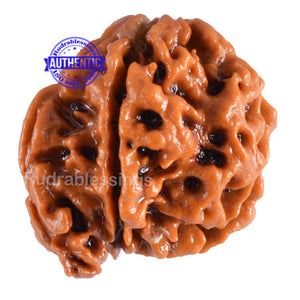 Nepalese Ganesh Rudraksha - Bead No. 52