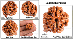 Nepalese Ganesh Rudraksha - Bead No. 52