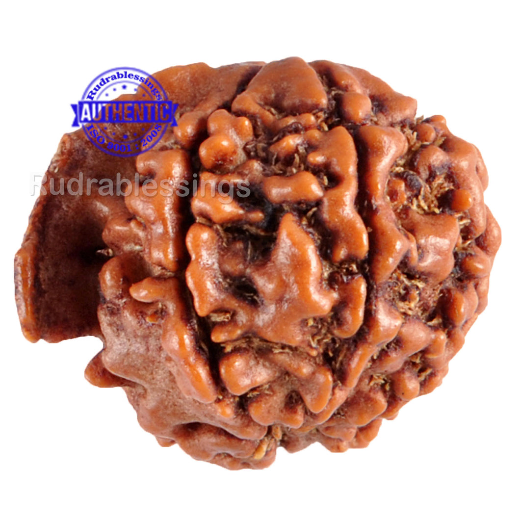 Nepalese Ganesh Rudraksha - Bead No. 56