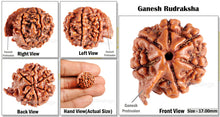 Load image into Gallery viewer, Nepalese Ganesh Rudraksha - Bead No. 56
