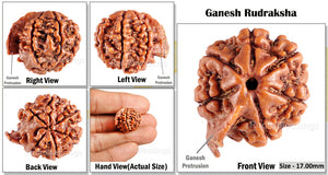 Nepalese Ganesh Rudraksha - Bead No. 56