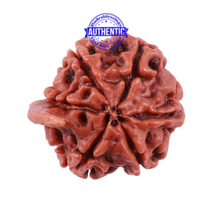 Nepalese Ganesh Rudraksha - Bead No. 63