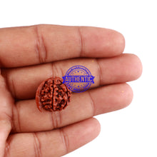 Load image into Gallery viewer, Nepalese Ganesh Rudraksha - Bead No. 63
