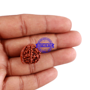 Nepalese Ganesh Rudraksha - Bead No. 63