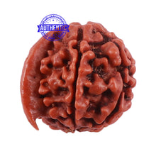 Load image into Gallery viewer, Nepalese Ganesh Rudraksha - Bead No. 63
