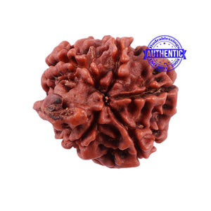 Nepalese Ganesh Rudraksha - Bead No. 91