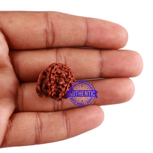 Nepalese Ganesh Rudraksha - Bead No. 91