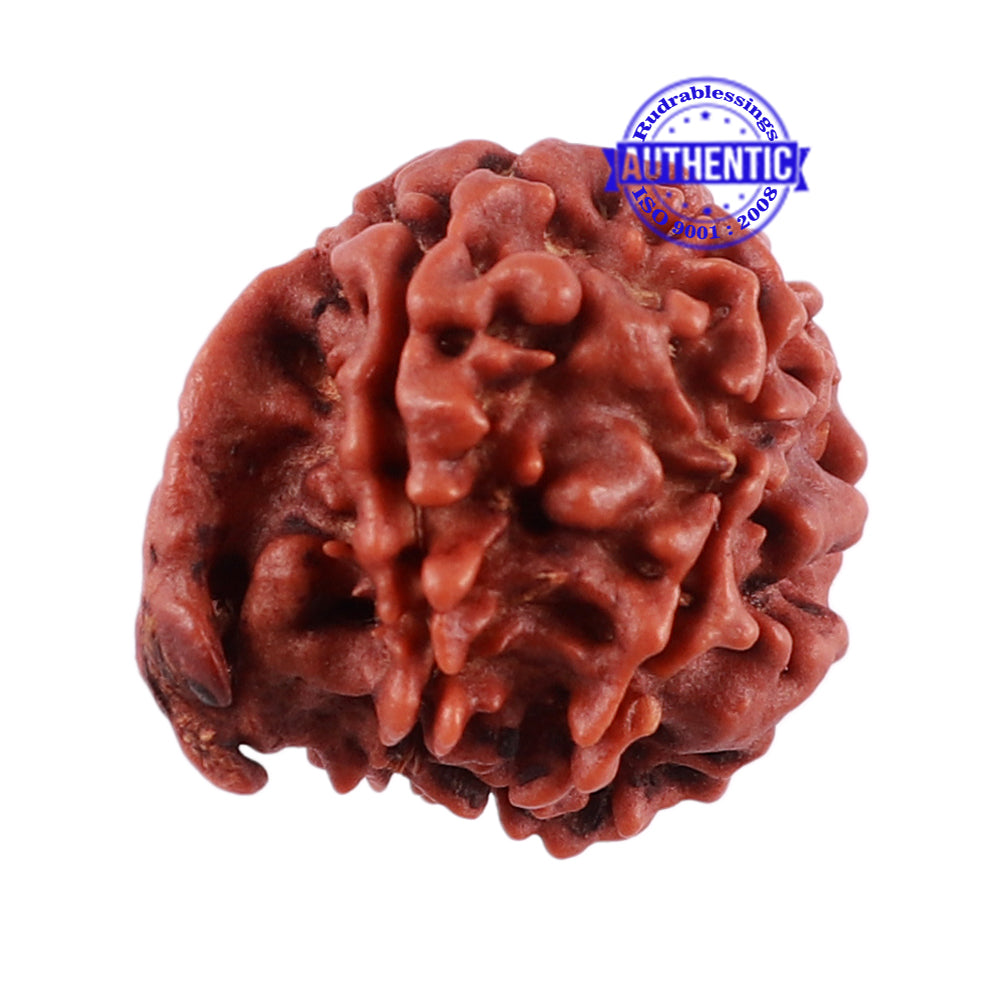 Nepalese Ganesh Rudraksha - Bead No. 91